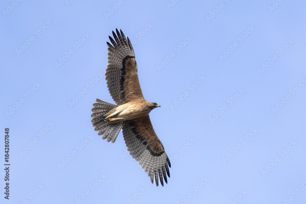 Obraz premium Bonelli’s Eagle (Aquila fasciata) Soaring in the Sky Above Limassol, Cyprus