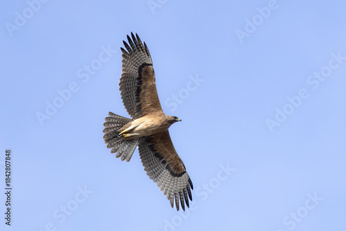 Bonelli’s Eagle (Aquila fasciata) Soaring in the Sky Above Limassol, Cyprus