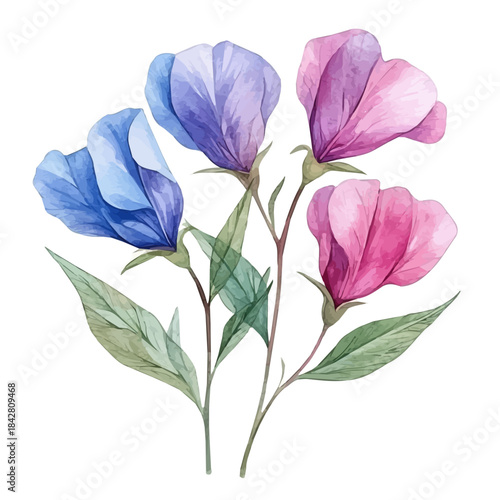Sweet Pea Flower, lively watercolor vector drawing with intricate brush, isolated on a white background.