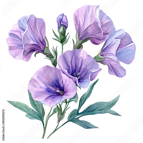 Sweet Pea Flower, whimsical watercolor vector illustration with vibrant highlights and delicate strokes, isolated on a white background.