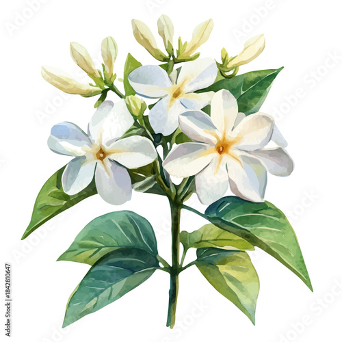 Stephanotis Flower, lively watercolor vector drawing with intricate brush, isolated on a white background.