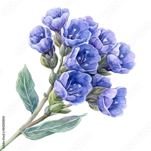 Statice Flower, playful watercolor vector painting with subtle shadowing and soft gradients, isolated on a white background.