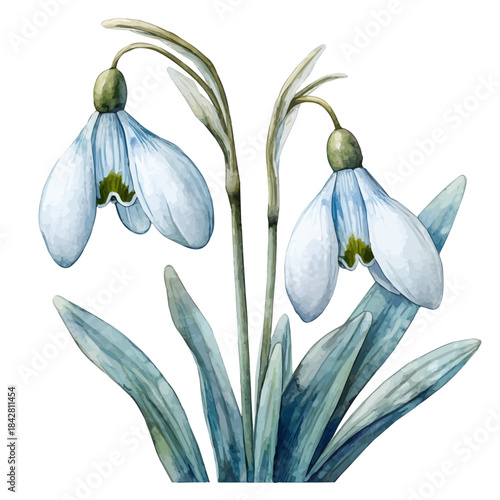 Snowdrop Flower, whimsical watercolor vector illustration with vibrant highlights and delicate strokes, isolated on a white background.