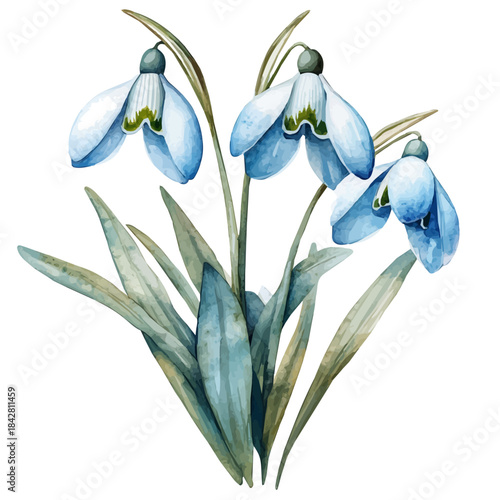 Snowdrop Flower, lively watercolor vector drawing with intricate brush, isolated on a white background.