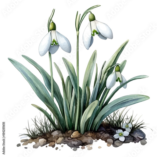 Snowdrop Flower, playful watercolor vector painting with subtle shadowing and soft gradients, isolated on a white background.