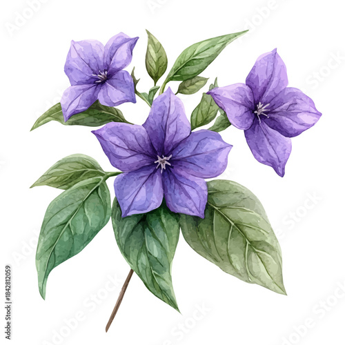 Shooting Star Flower, serene watercolor vector artwork with smooth washes of color and refined textures, isolated on a white background.