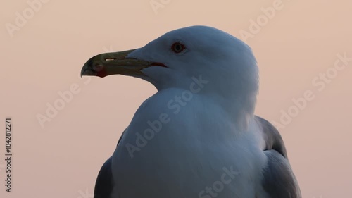 Gaviota patiamarilla en primer plano con resplandor del atardecer al fondo, Calpe, España