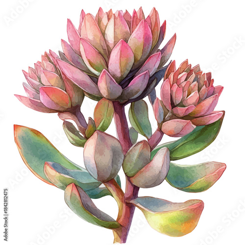 watercolor draw of Sedum Flower, isolated on a white background.