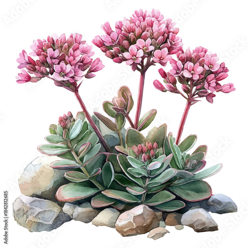 Tableau sur toile watercolor hand-drawn of Sedum Flower, isolated on a white background