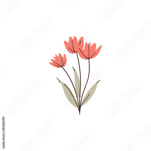 red tulip isolated on white background
