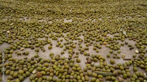 Abundance of Green Mung Beans Drying on a Concrete Floor. Organic Food and Agricultural Harvest.