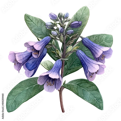 watercolor hand-drawn of Sage Flower, isolated on a white background.