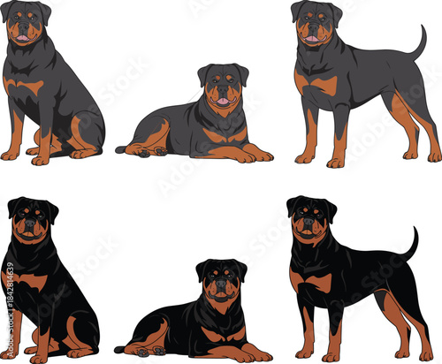 Rottweiler, dog, pet, sitting, standing, lying, posture, breed, illustration, black, tan, animal, domestic, guard, muscular, cute, stylized, pose, vector, artwork