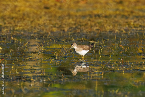 Solitary Sandpiper Wading in Shallow Marsh Water at Sunrise