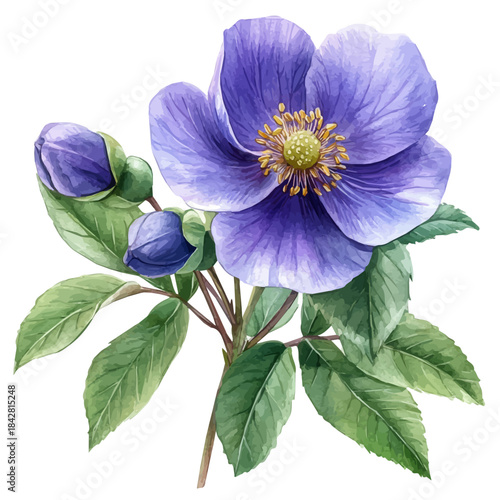 Rock Rose Flower, whimsical watercolor vector illustration with vibrant highlights and delicate strokes, isolated on a white background.