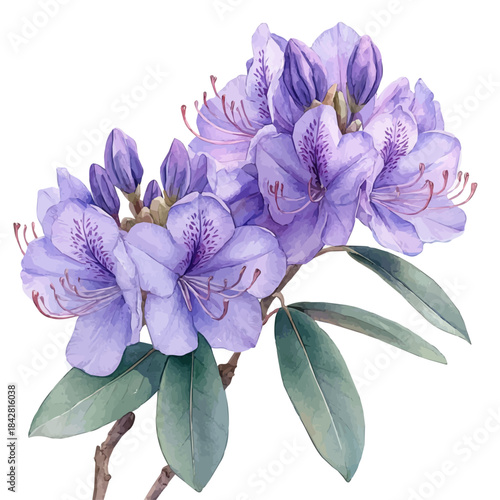 Rhododendron Flower, lively watercolor vector drawing with intricate brush, isolated on a white background.