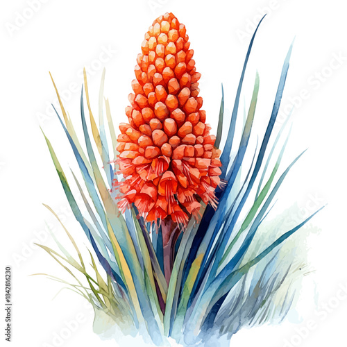 Red Hot Poker Flower, lively watercolor vector drawing with intricate brush, isolated on a white background.