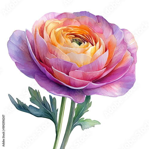 watercolor draw of Ranunculus Flower, isolated on a white background.