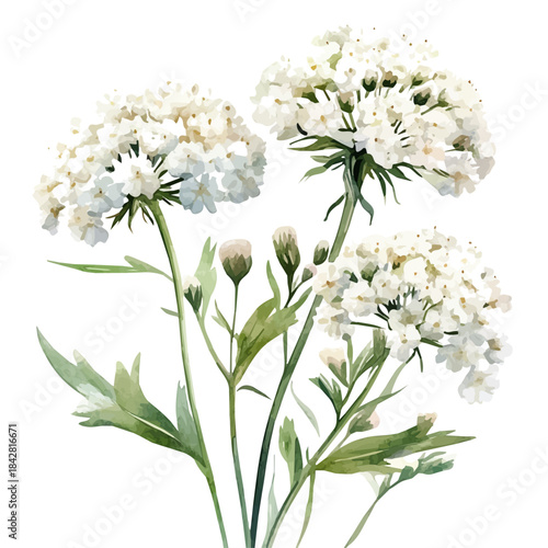 Queen Annes Lace Flower, serene watercolor vector artwork with smooth washes of color and refined textures, isolated on a white background.