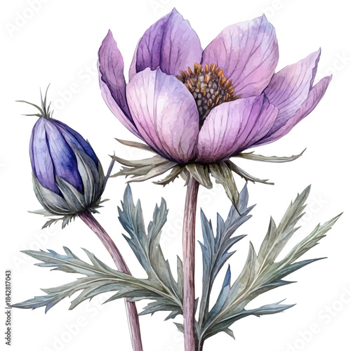 Pulsatilla Flower, serene watercolor vector artwork with smooth washes of color and refined textures, isolated on a white background.