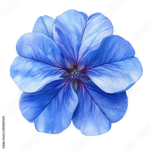 Plumbago Flower, lively watercolor vector drawing with intricate brush, isolated on a white background.