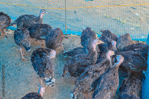 Young turkey chicks in a farm. Flock of free range turkeys.