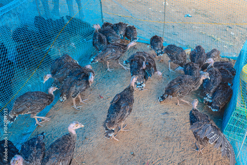Young turkey chicks in a farm. Flock of free range turkeys.