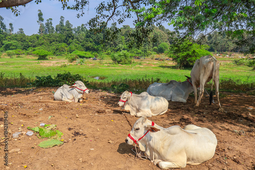 Zebu cattle or humped bulls. Indian oxen for sale in the animal market. Indian cattle or livestock used for agriculture farming.