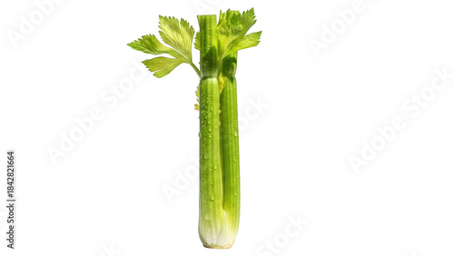 Fresh green celery stalks with water droplets on black background vegetable