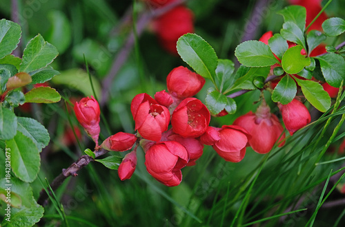 A flowering branch of quince