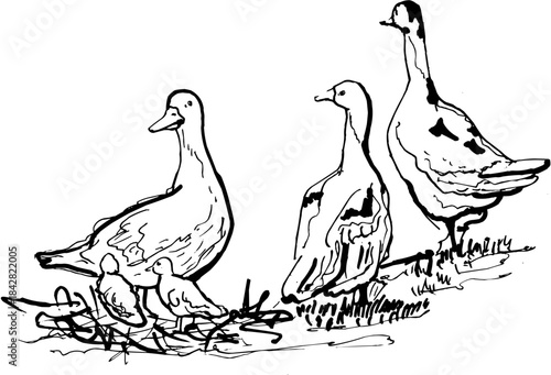 Line Art Composition of Three Geese on the Grass Sketch