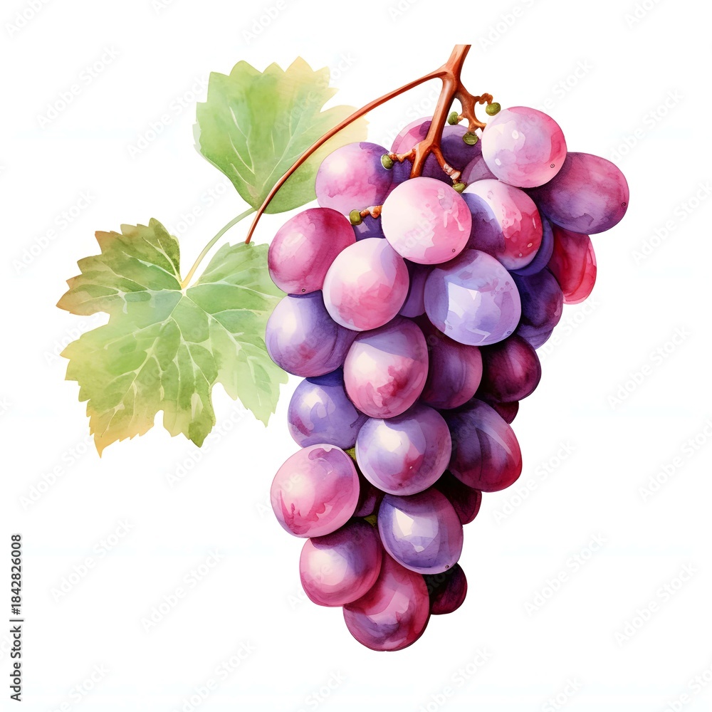 Fototapeta premium Watercolor painting of a bunch of fresh grapes with a leaf on a white background