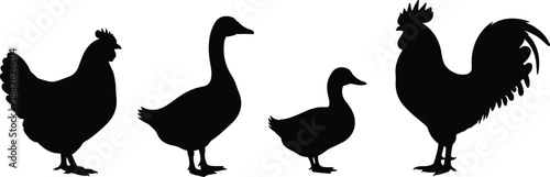 Farm bird silhouettes set, hen goose duck rooster, black vector icons, animal shapes, rural poultry illustration, nature graphic design