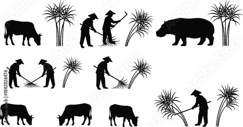 Farmers harvesting crops, rural agricultural labor silhouettes, cattle grazing, livestock and sugarcane plants, traditional farming scene, countryside work illustration elements