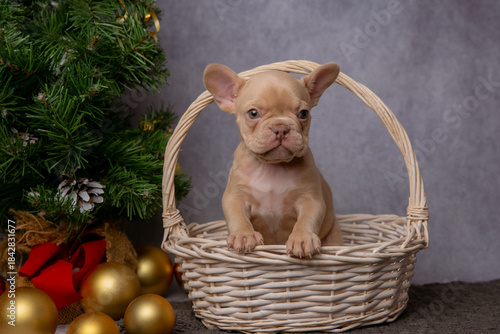 French bulldog puppies on new year's background