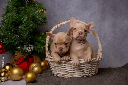 French bulldog puppies on new year's background