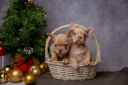 French bulldog puppies on new year's background