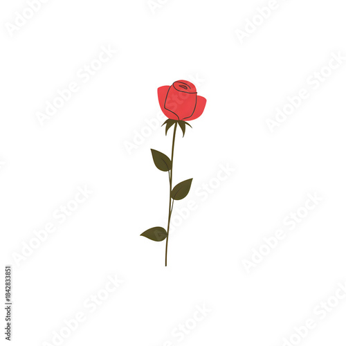 red rose on white background