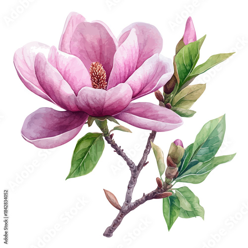 Magnolia Flower, serene watercolor vector artwork with smooth washes of color and refined textures, isolated on a white background.