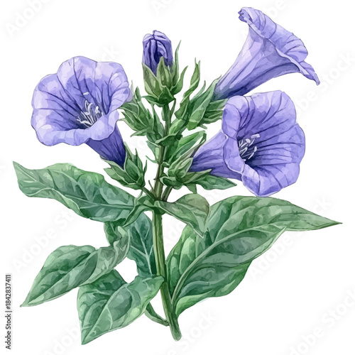 Jacobas Ladder Flower, refined watercolor illustration with luminous tones and soft layered brushwork, isolated on a white background.