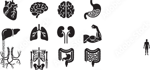 Detailed vector icons set showcasing human anatomy and internal body organs, including the heart, brain, stomach, liver, lungs, kidneys, skeleton, muscles, nervous system, and intestines.