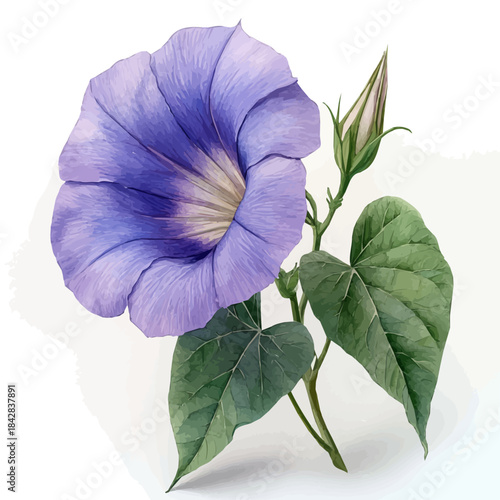 Ipomoea Flower, illustration watercolor with playful splashes and delicate line details, isolated on a white background.