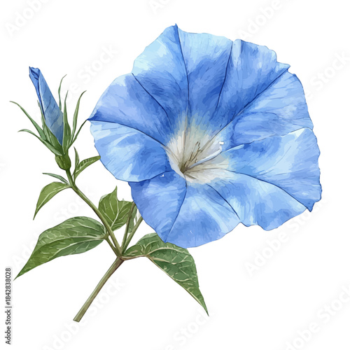 Ipomoea Flower, illustration watercolor with dynamic strokes and balanced color harmony, isolated on a white background.