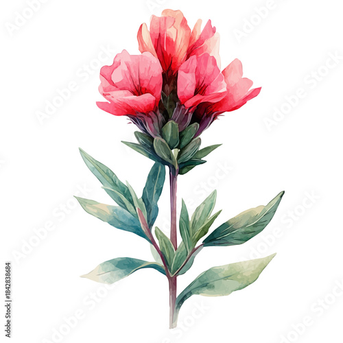 Indian Paintbrush Flower, refined watercolor illustration with luminous tones and soft layered brushwork, isolated on a white background.