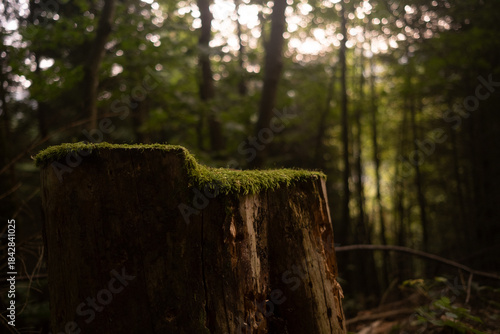 Black Forest landscape