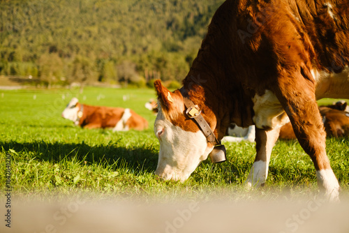 Cows grazing in the Alps