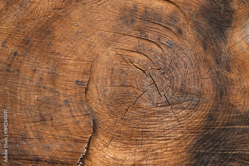  texture of a felled tree trunk or stump.