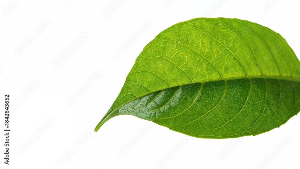 Fototapeta premium Close-up of a green leaf showing detailed vein structure. Nature, plant, and foliage. The concept of botanical life and plant health.