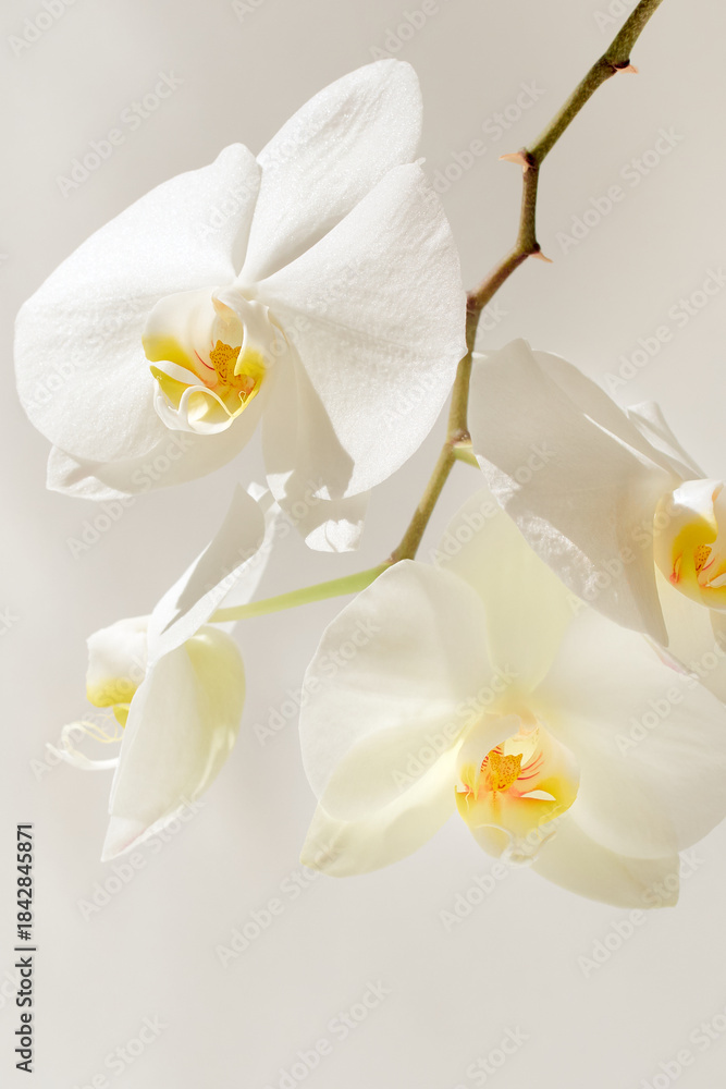 Fototapeta premium White orchid on a light background. Delicate background. Floral background.