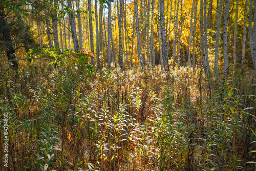 Obraz na plátně Autumn forest with sunlit aspen trees and lush underbrush